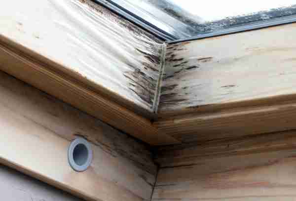 The 5 Most Common Signs Of Rotten Wood