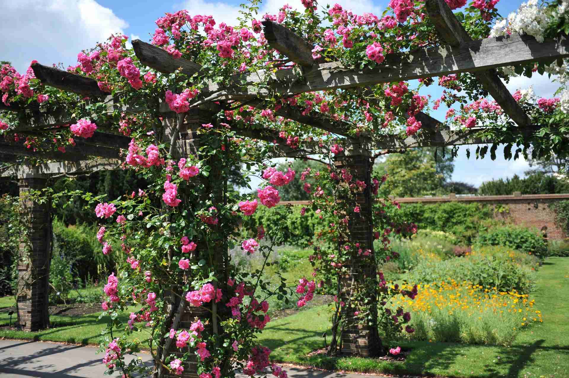 A pergola with flowers