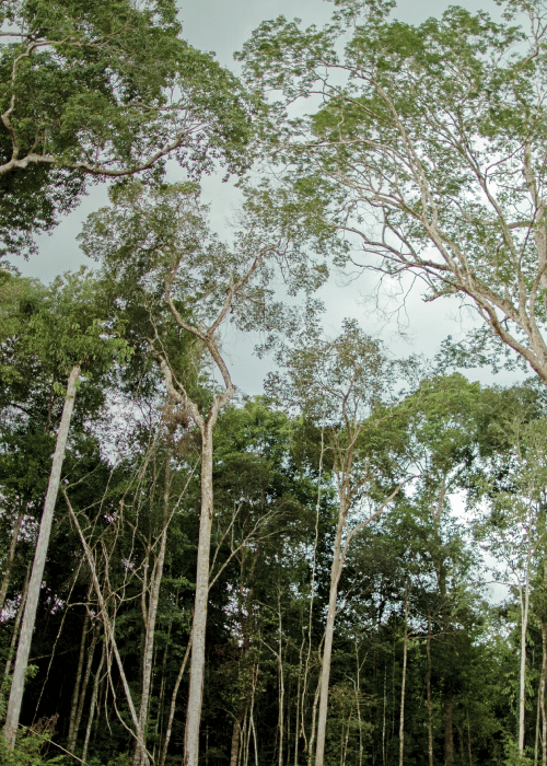Banner Sustainable BL Home