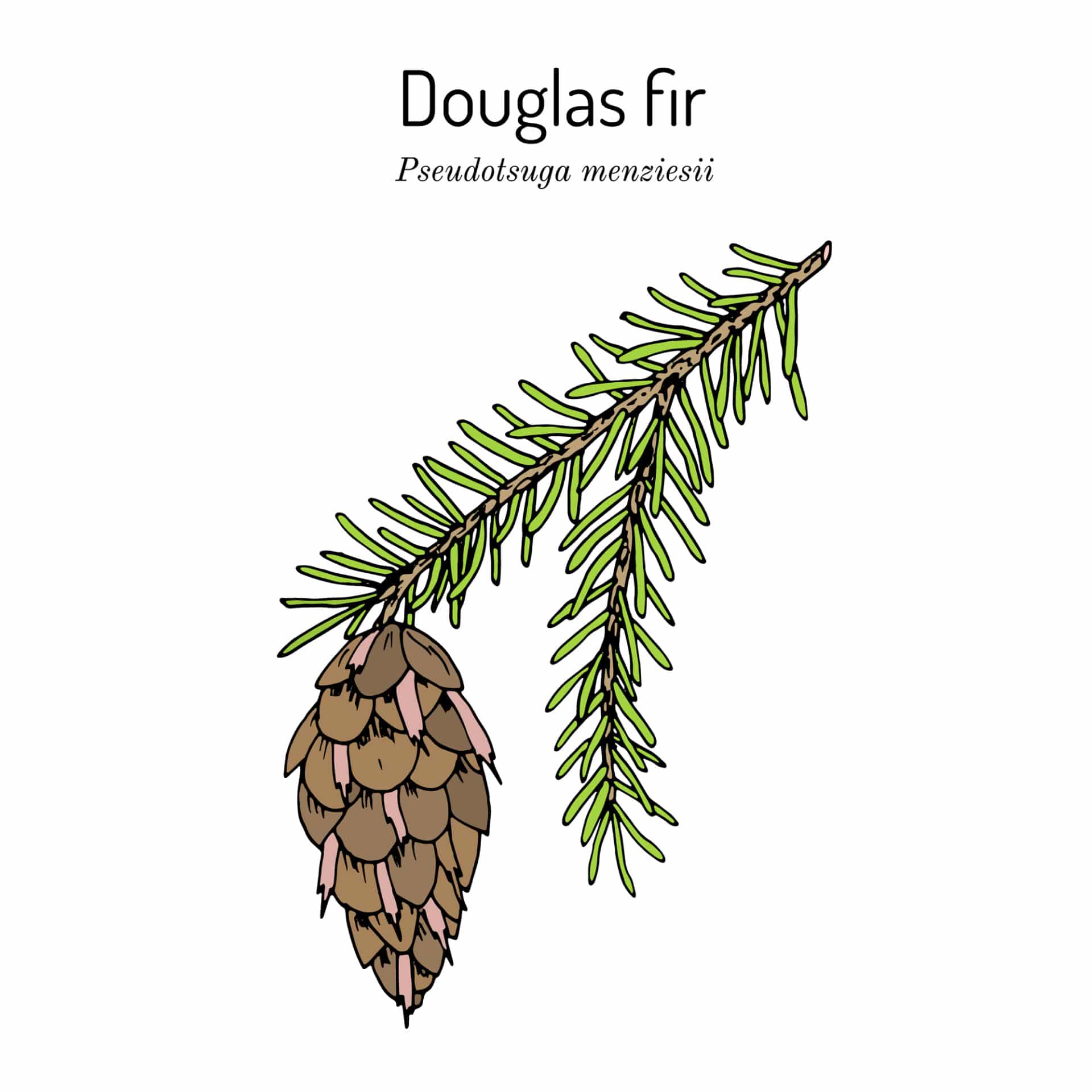 What is Douglas Fir Wood?