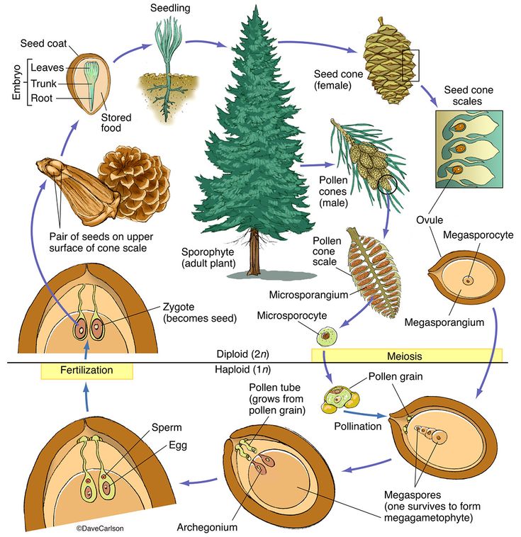 Conifer Structure & Life Cycle
