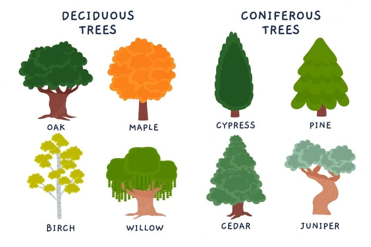 Deciduous and Coniferous Trees