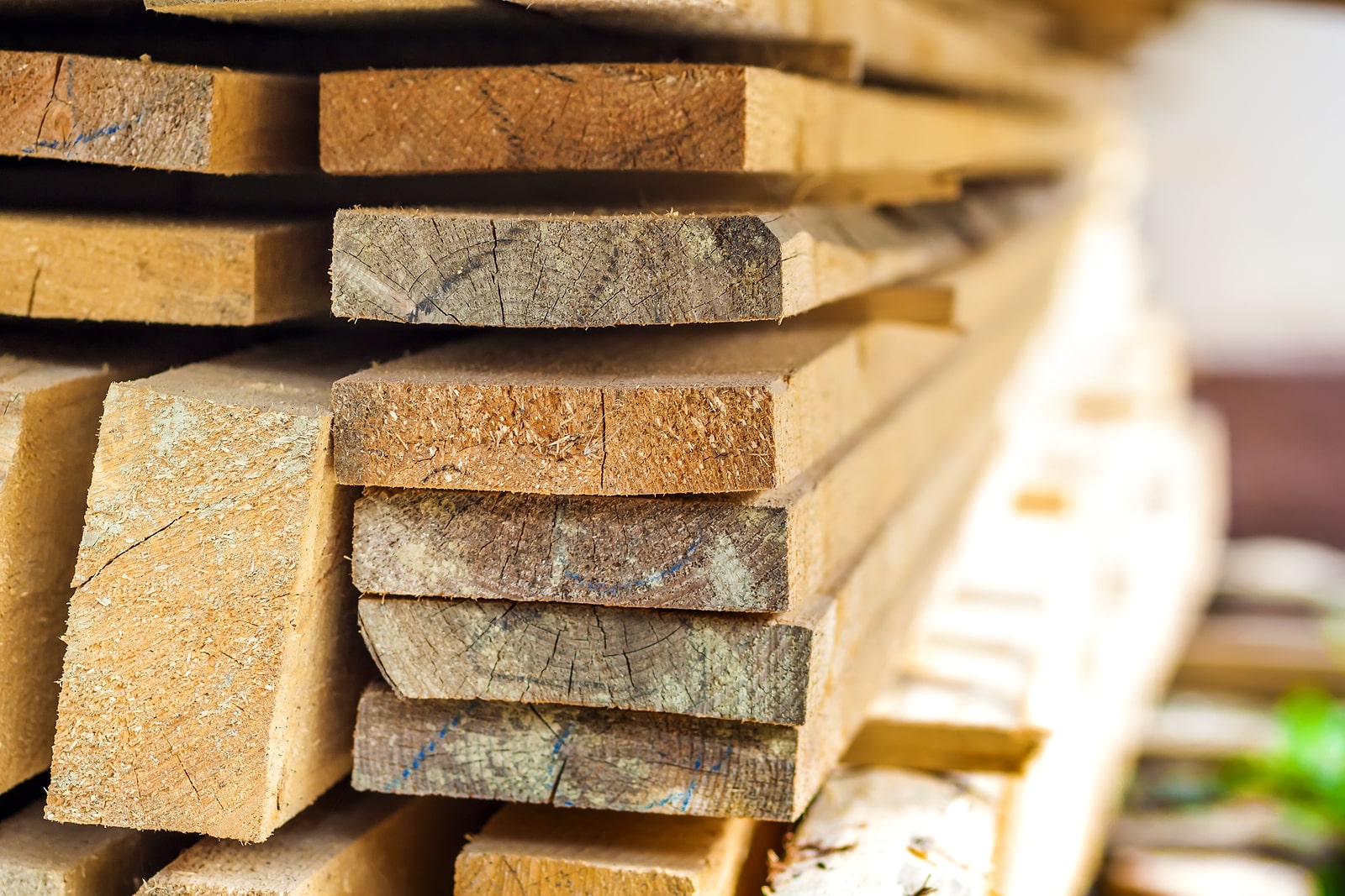 What Are Softwoods?