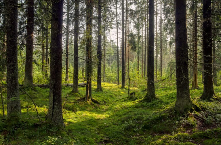 Forest with trees