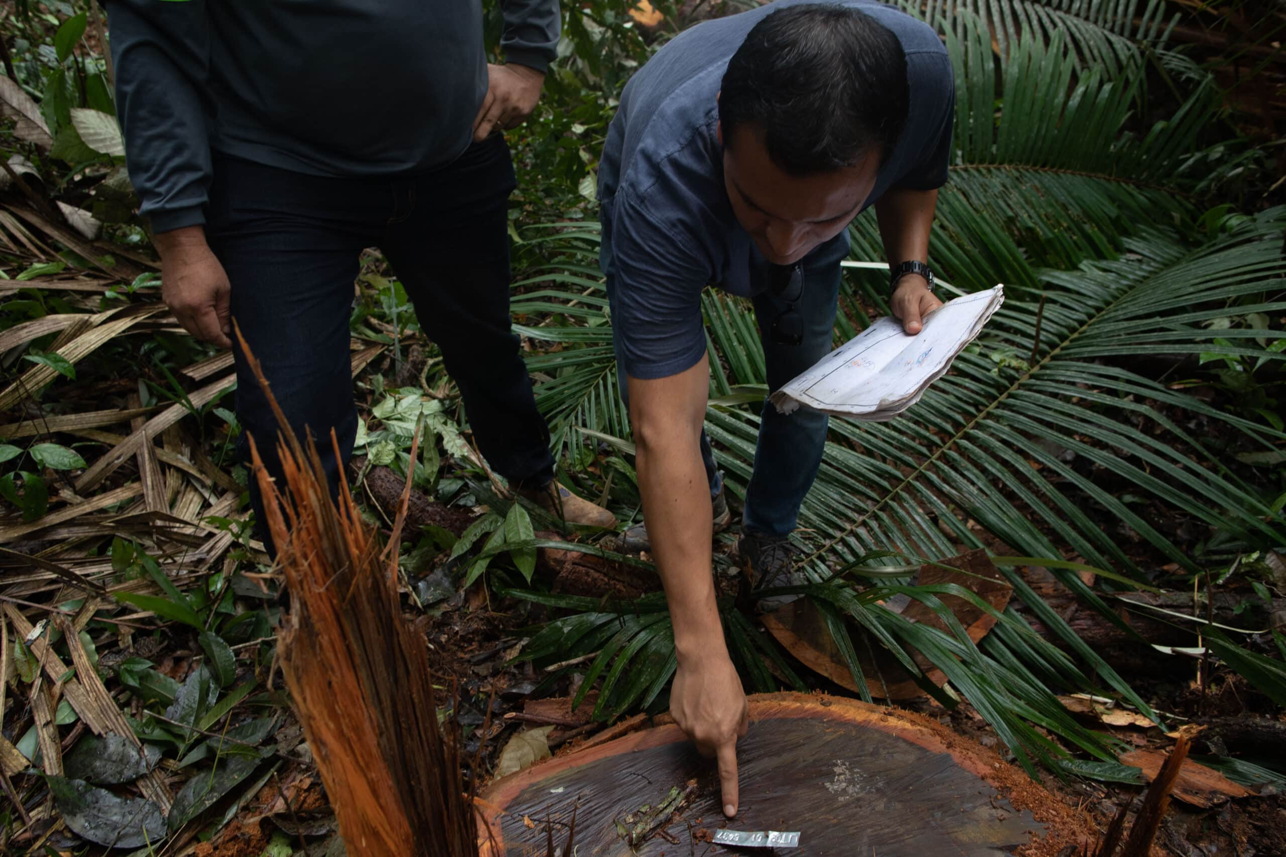 Selective cutting protecting the Earth scaled