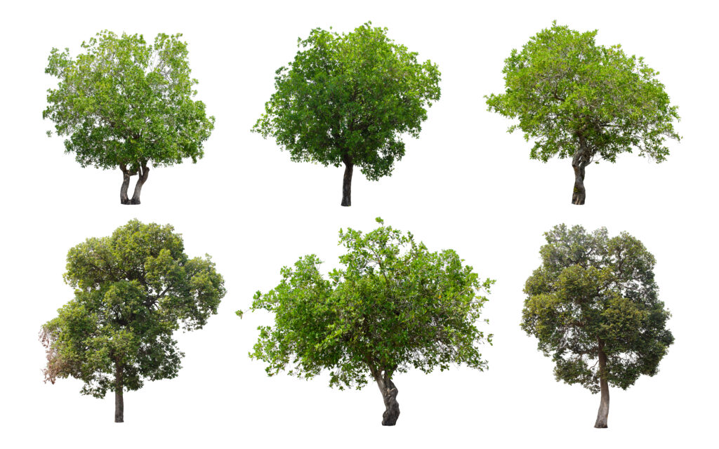 The 4 Most Important Facts Why Replanting Trees Isn't Always Good For ...