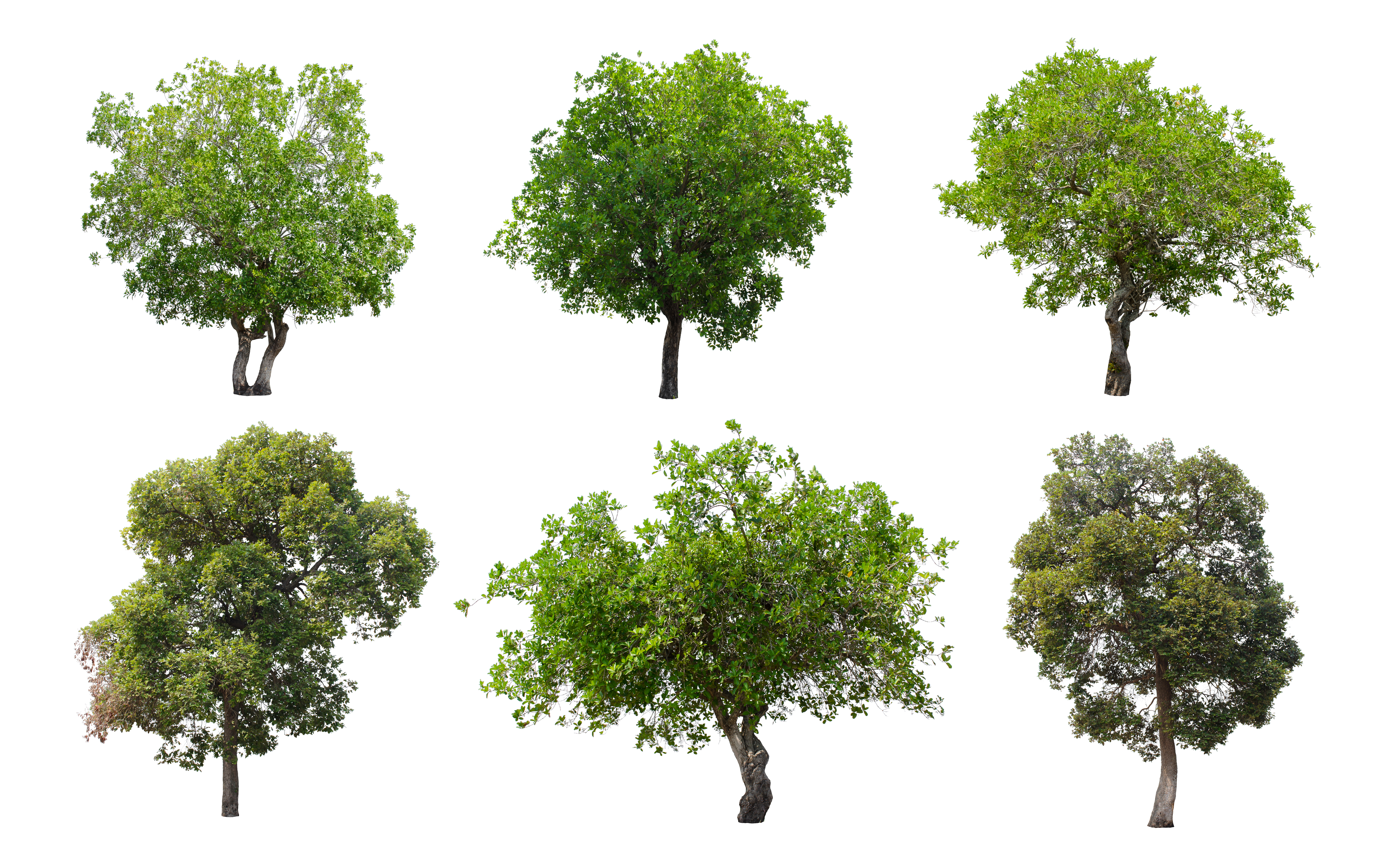 cycle of trees