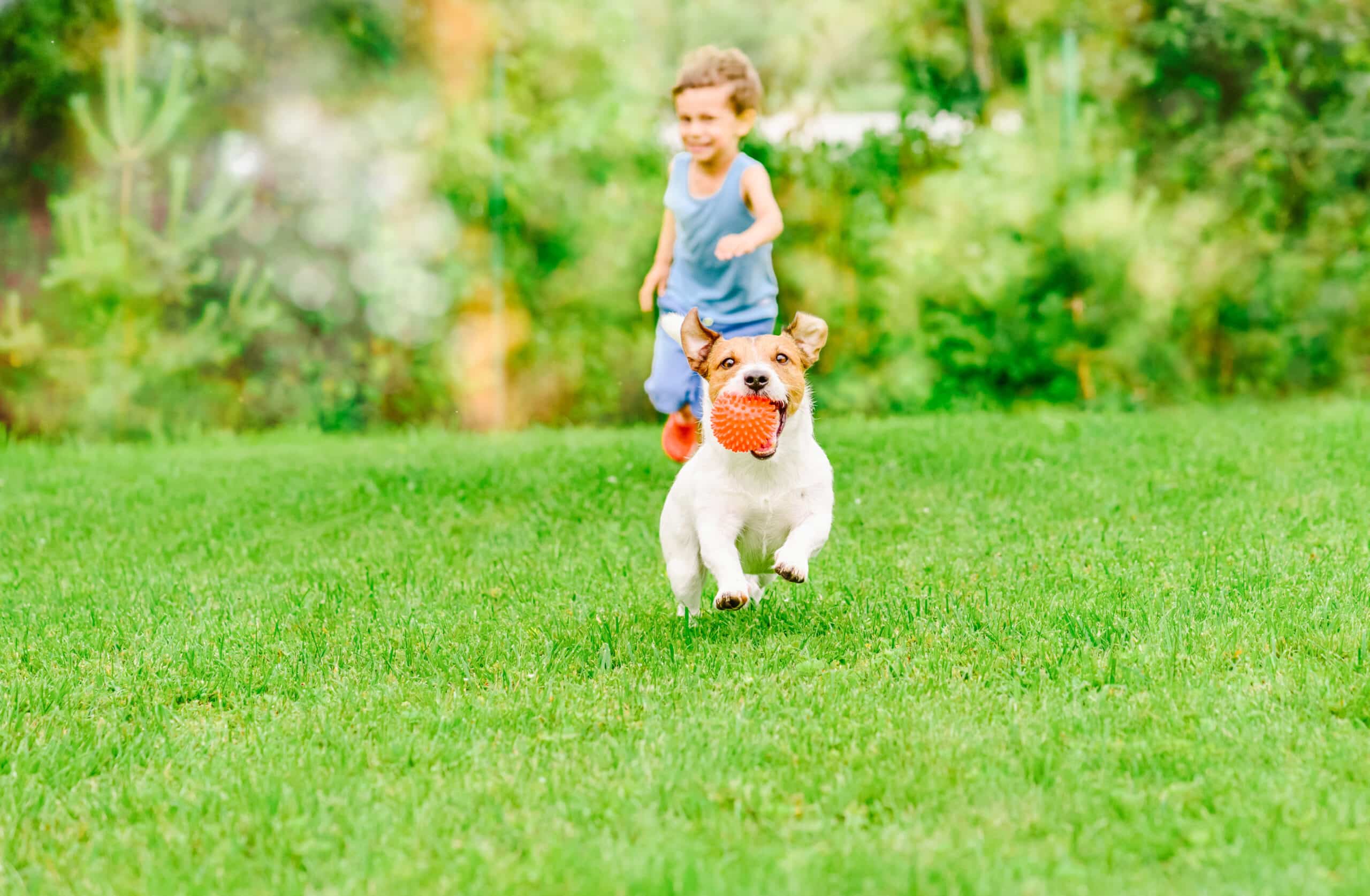 artificial turf for pets