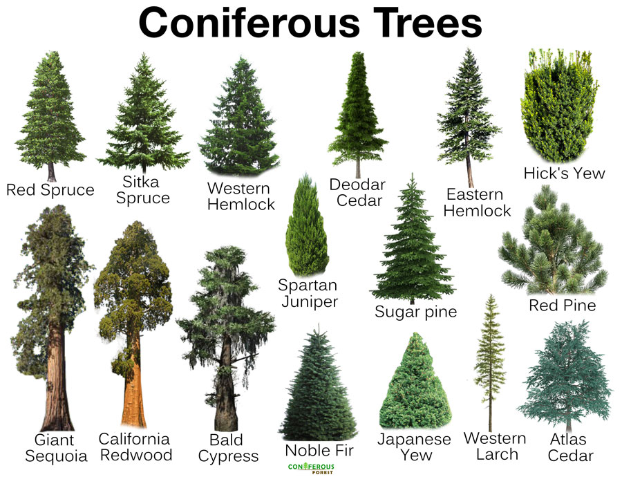Coniferous Trees