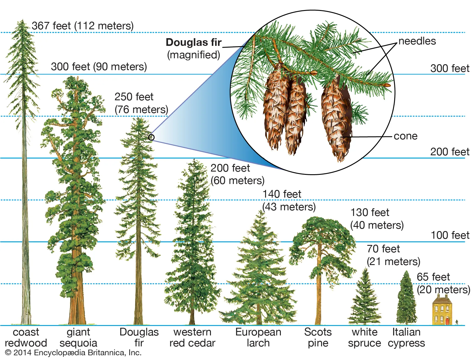 Softwood trees