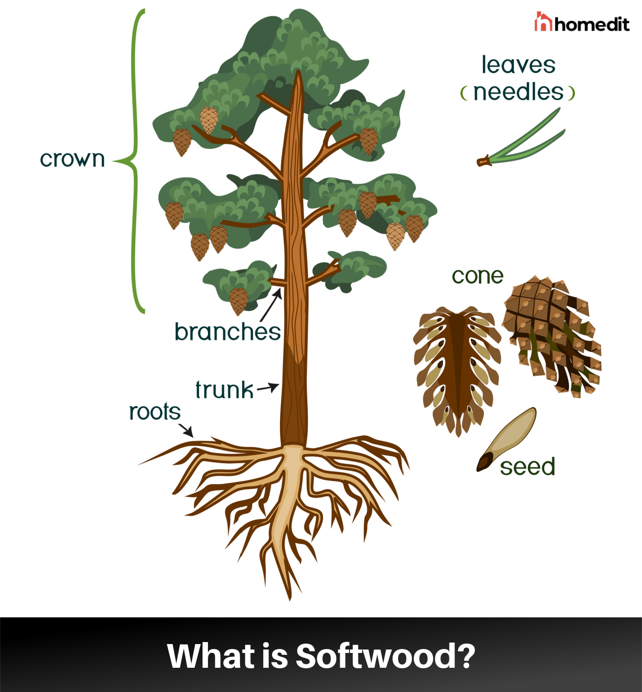 Softwood Ilustration