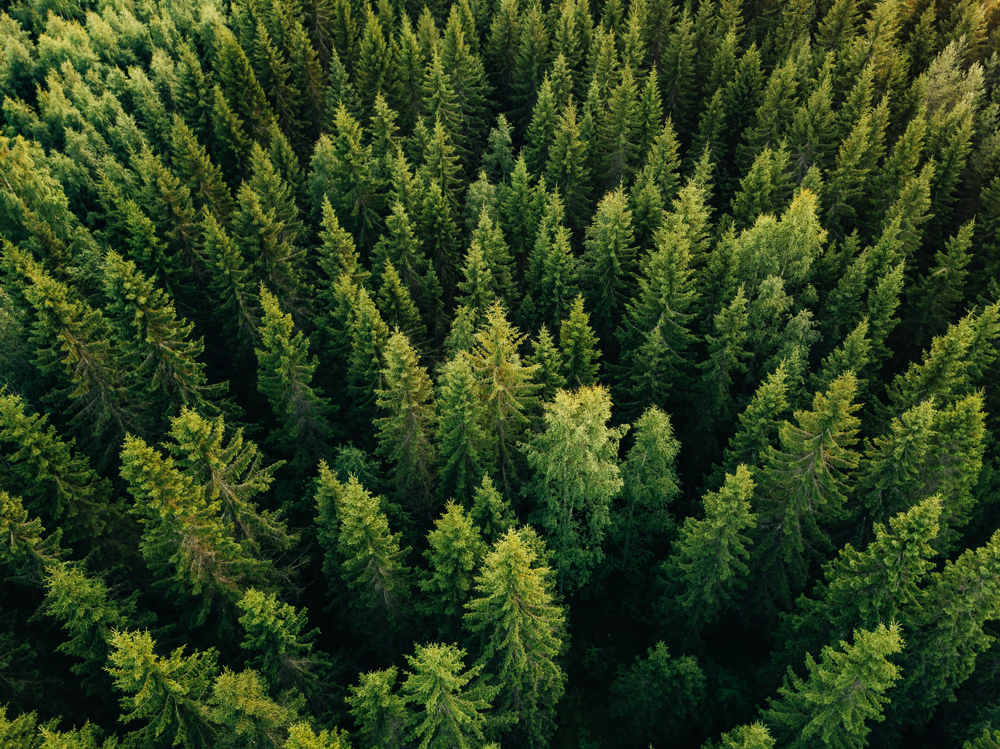 Aerial view of green summer trees in the forest in rural Finland