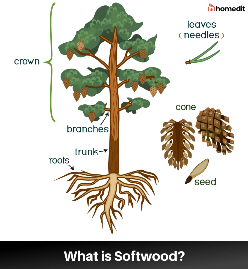 What Are Softwoods?