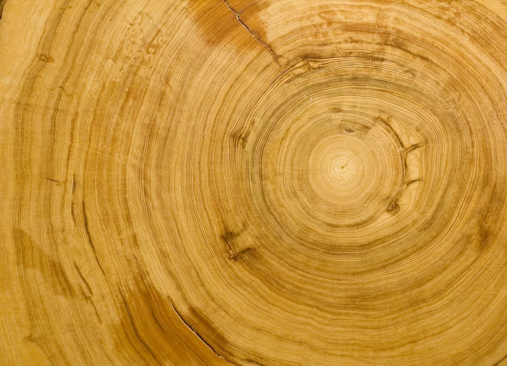 Cypress Wood Plank Close-Up