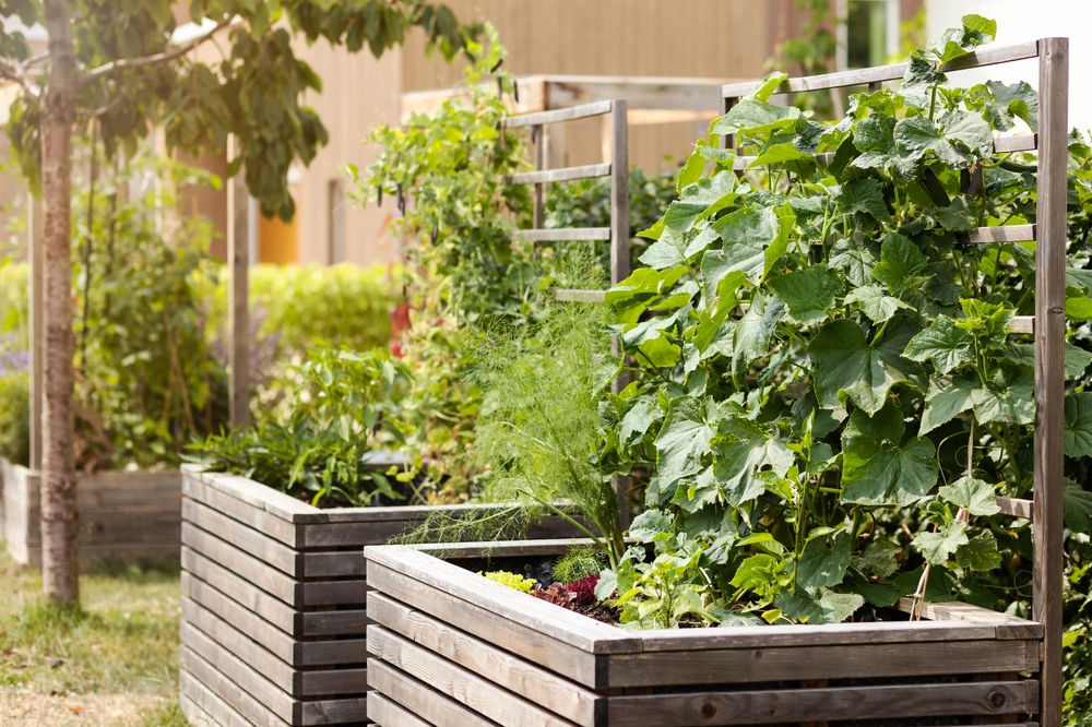 Raised beds for growing vegetables