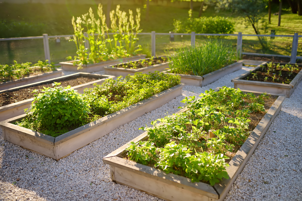 Raised garden bed with plants in a community garden